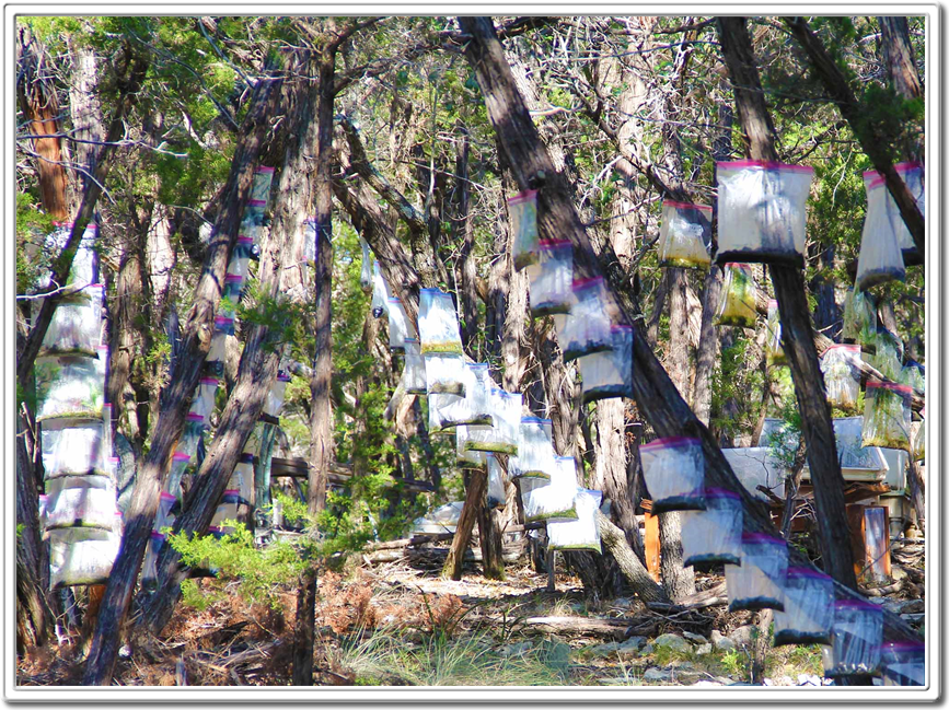 Reforest The World
